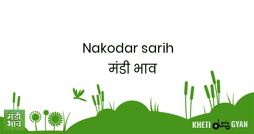 Nakodar(Sarih) मंडी भाव की ताज़ा तस्वीर